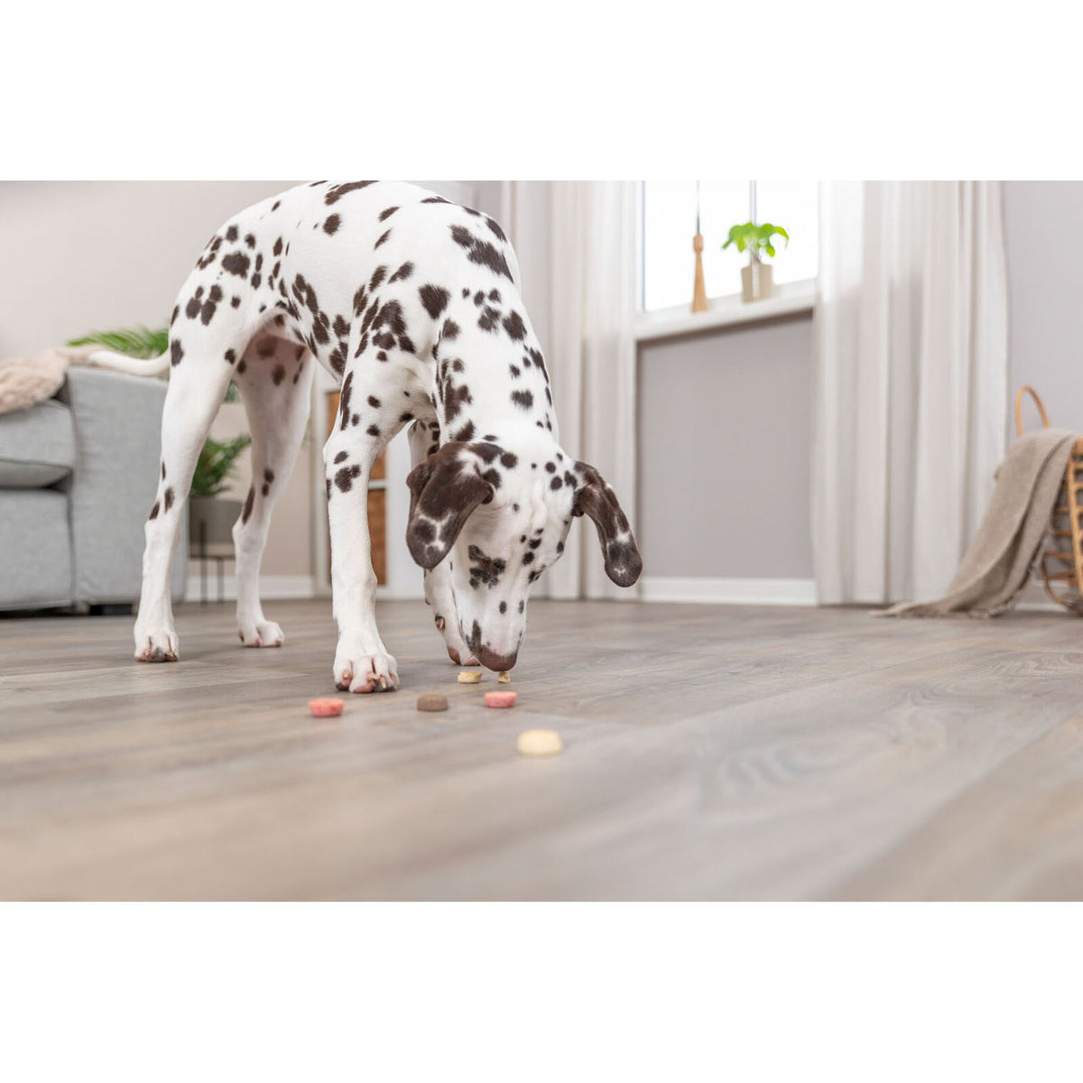 Cookie Loops | Snacks Veganos para Perros 1,3 kg