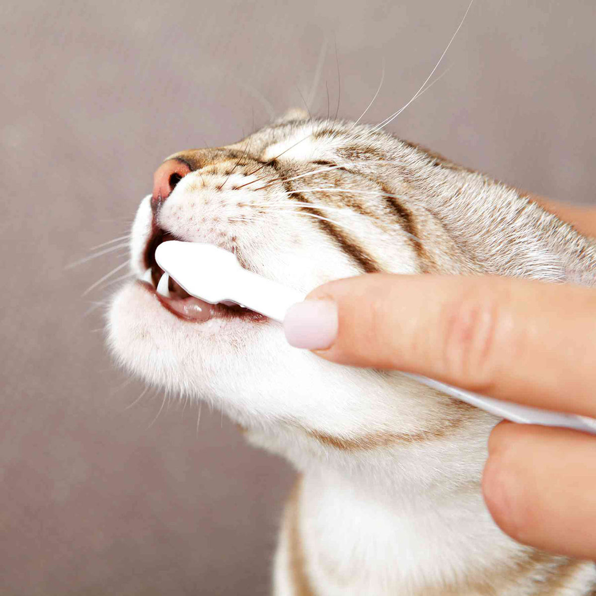 DentalCare Cat | Set de Higiene Dental para Gatos